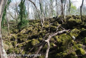 Farnese - La Selva del Lamone