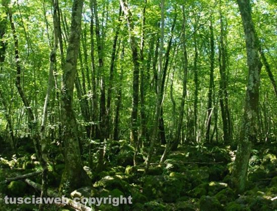 Farnese - La Selva del Lamone