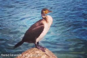 Marta - Un cormorano