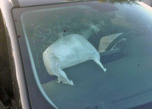 Viterbo - Auto contro cinghiale sulla Cimina