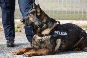 Un cane poliziotto