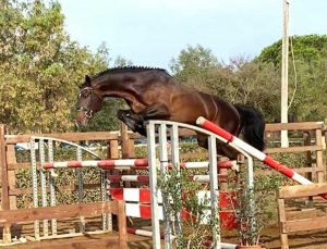 I cavalli del centro Le Doganelle al Cm Equitazione