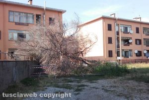 Viterbo - Albero caduto in via Dora Riparia
