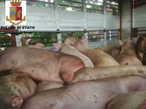 I maiali stipati nel camion