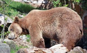 Orso bruno marsicano, specie a rischio