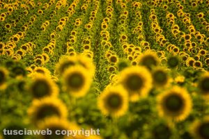 Acquapendente - Campo di girasoli