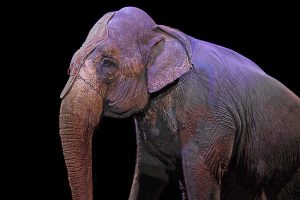 Elefante al circo
