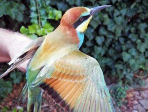 Gruccione vittima del bracconaggio