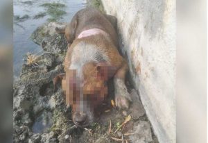 Catania - Cane bruciato e lapidato