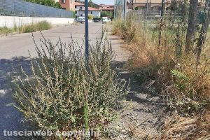 Viterbo - Incuria sui marciapiedi di via Santa Giacinta Marescotti