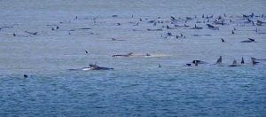 Disastro ambientale in Australia, centinaia di balene spiaggiate