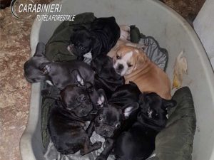 Traffico illecito di cuccioli