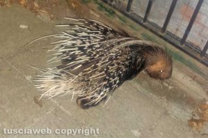 Vallerano - Una spinosa