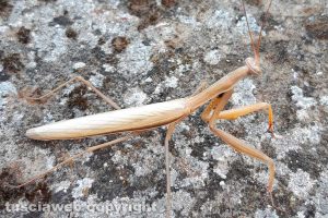 Una mantide religiosa