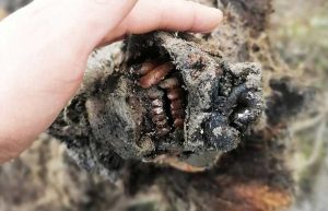 Siberia - Il ritrovamento dell'orso delle caverne