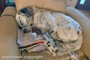 Il cane di Francesco Iacarelli