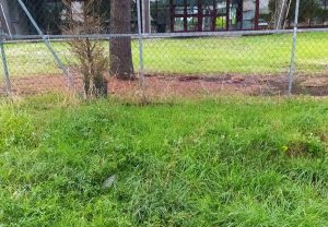 Viterbo - Grandori - Degrado il giorno dell'apertura