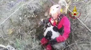 Campobasso - Il salvataggio del cane