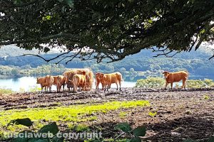 Pascoli sul lago di Mezzano