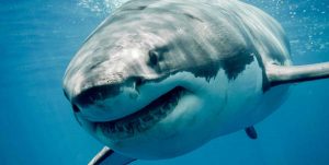 Uno squalo bianco