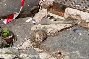 Viterbo - Incuria in via Fontanella del Suffragio