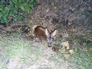 Tuscania - Piccolo capriolo ferito trovato sulla Tuscanese