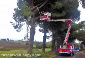 Bagnoregio - Rami pericolanti sulla Umbro Casentinese - L'intervento dei vigili del fuoco