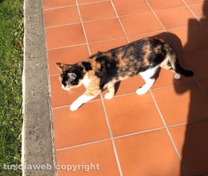 La gattina che potrebbe essersi smarrita