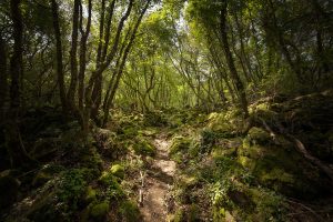 Farnese - La riserva naturale regionale Selva del Lamone - Foto di Maurizio Di Giovancarlo di Tuscia Fotografia