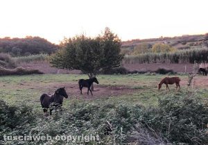 Panorami viterbesi immersi nella natura