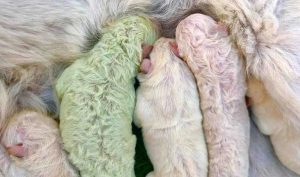 Pistacchio, il labrador verde