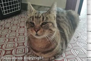 La gatta Stella - Salvata dai maltrattamenti