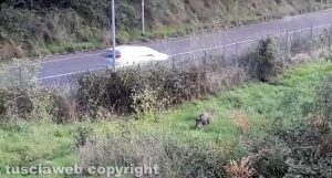 Cinghiale in via Alcide De Gasperi