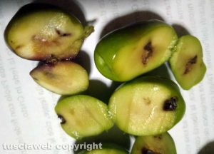 Olive colpite dalla mosca olearia