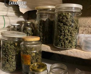 Terni - Piante di marijuana sequestrate