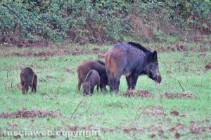 Farnese - Una famiglia di cinghiali nella riserva del Lamone