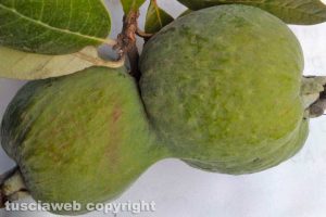 Soriano nel Cimino - Una feijoa