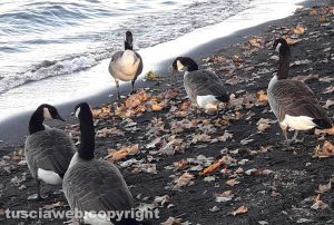 L'autunno al lago delle oche canadesi di Assunta Ricci