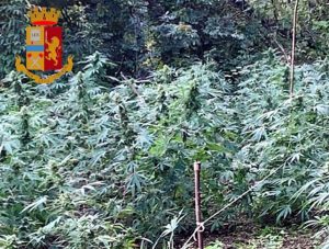 La piantagione di marijuana