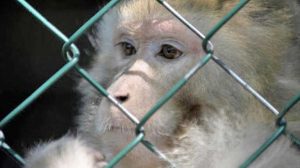 Un macaco in gabbia