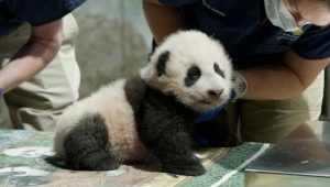 "Piccolo miracolo", il cucciolo di panda dello zoo di Washington