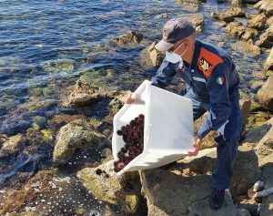 I ricci rigettati in mare