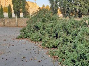 Acquapendente - Albero cade a campo Boario