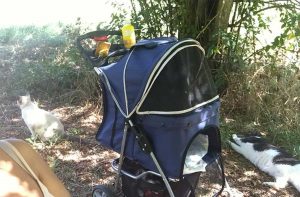 Aggressione al parco