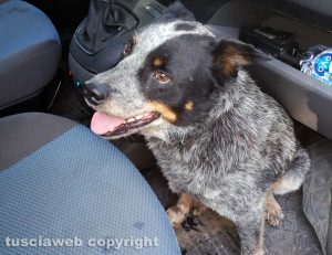 Monte Romano - Il cane trovato dalla polizia