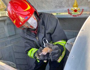 Gattini salvati dai vigili del fuoco