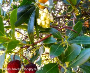 Quadretto d'autunno... corbezzolo con fiori e frutti maturi e in via di maturazione