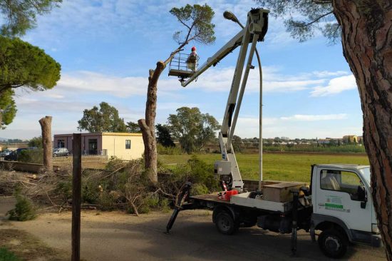 Montalto di Castro - La potatura degli alberi in viale dei Pini