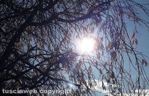 Il sole tra i rami di un albero