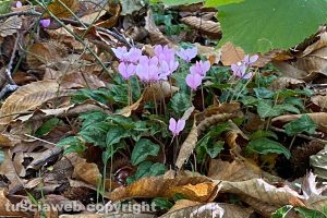 Ciclamini dei monti Cimini